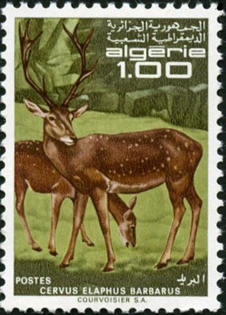 Stamp