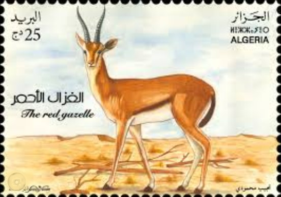 Stamp