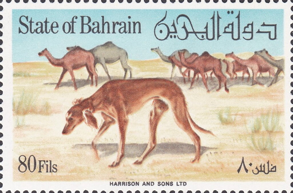 Saluki (Canis lupus familiaris)