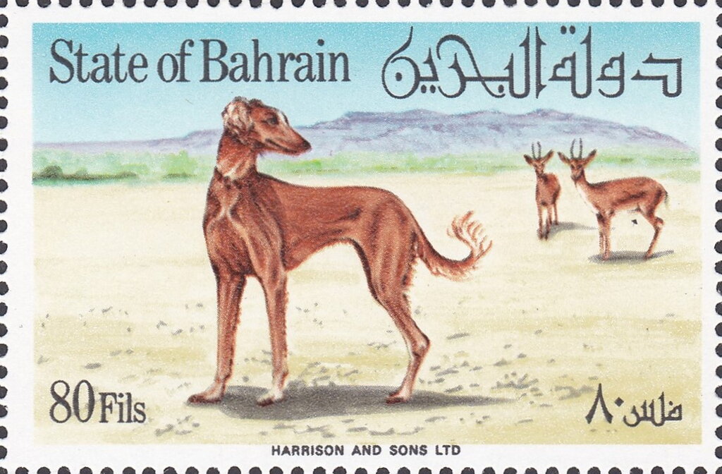 Saluki (Canis lupus familiaris)