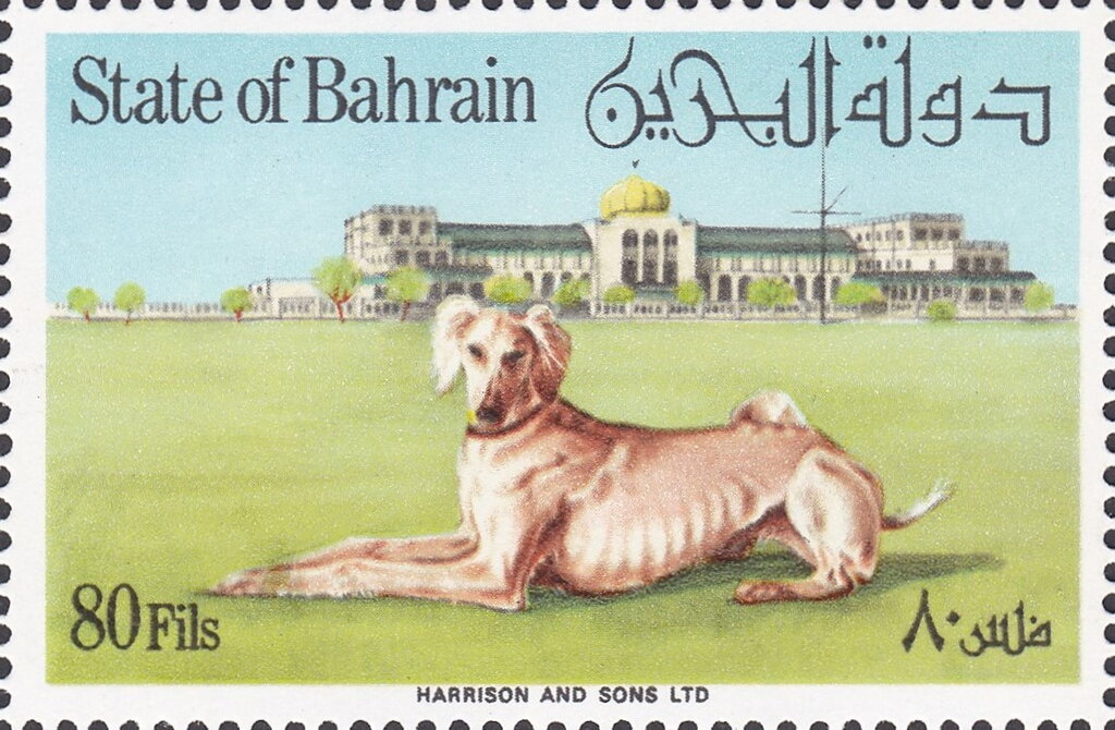 Saluki (Canis lupus familiaris)