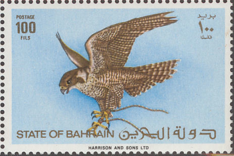 Peregrine Falcon (Falco peregrinus)