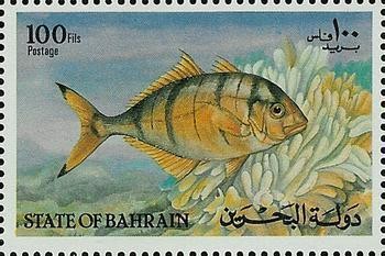 Golden Trevally (Gnathanodon speciosus) - 100 fils