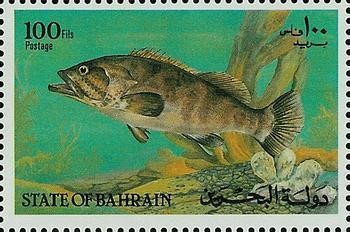 Malabar Grouper (Epinephelus malabaricus) - 100 fils
