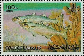 Mullet (Liza sp.) - 100 fils