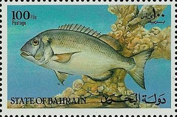 Silver Black Porgy (Sparidentex hasta) - 100 fils