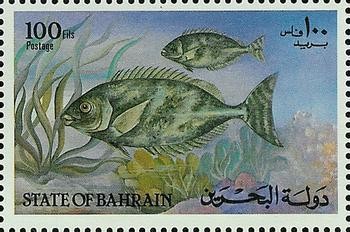 White-spotted Spinefoot (Siganus canaliculatus) - 100 fils