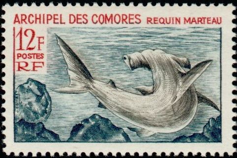 The Hammerhead Shark