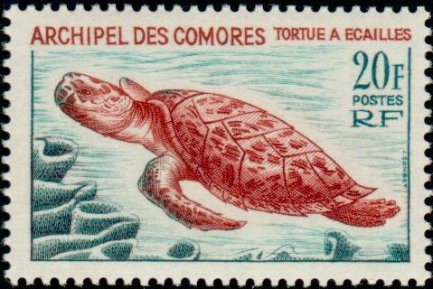 The Hawksbill Sea Turtle