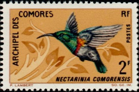 The Anjouan Sunbird