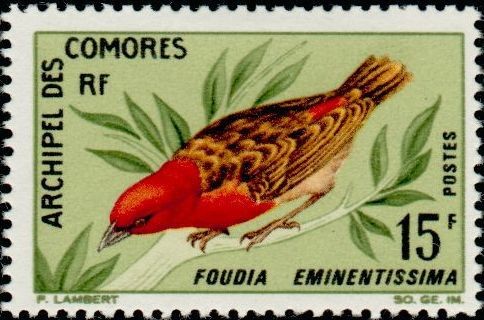 The Comoro Fody