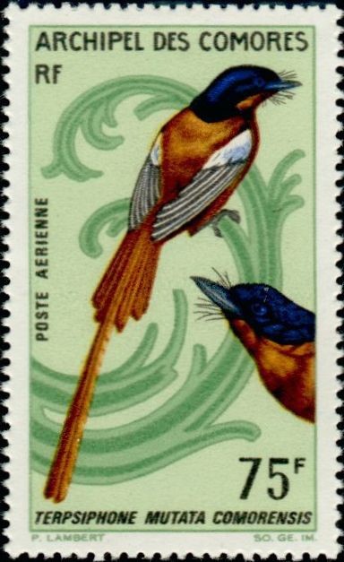 The Comoro Paradise Flycatcher