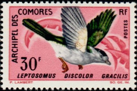 The Cuckoo Roller