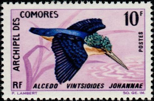 The Malachite Kingfisher