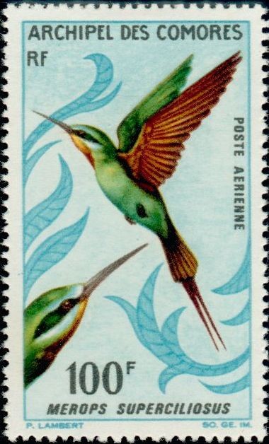 The Olive Bee-eater
