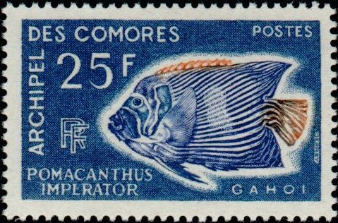 The Emperor Angelfish