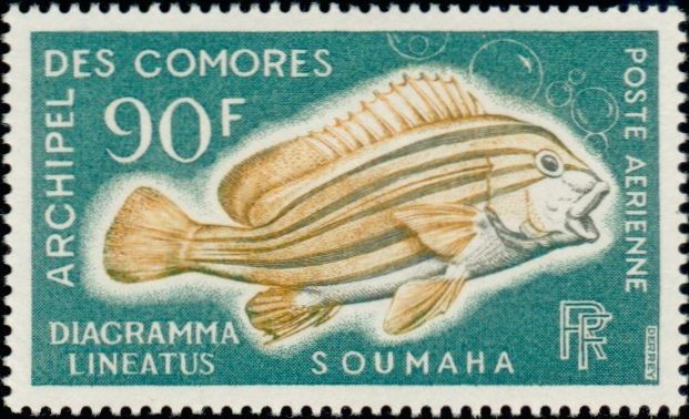 The Lined Sweetlips