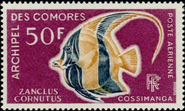 The Moorish Idol