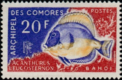 The Powder Blue Tang