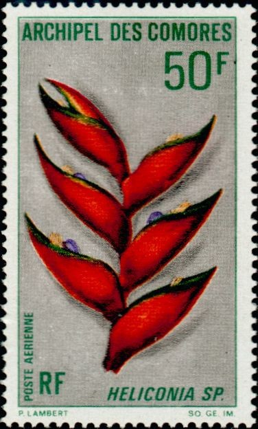 The False Bird of Paradise