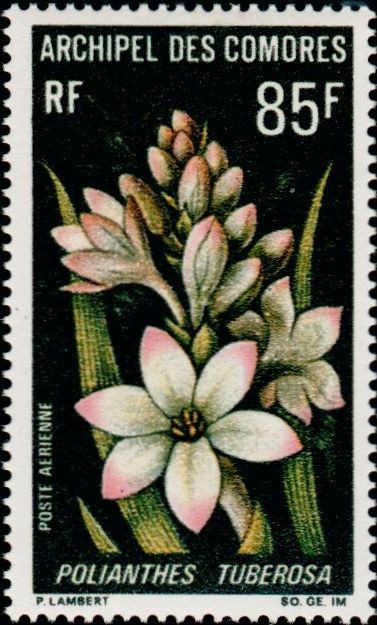 The Tuberose