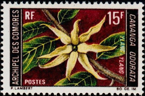 The Ylang-Ylang Flower