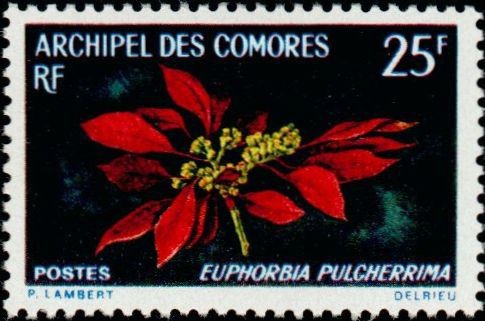 The Poinsettia