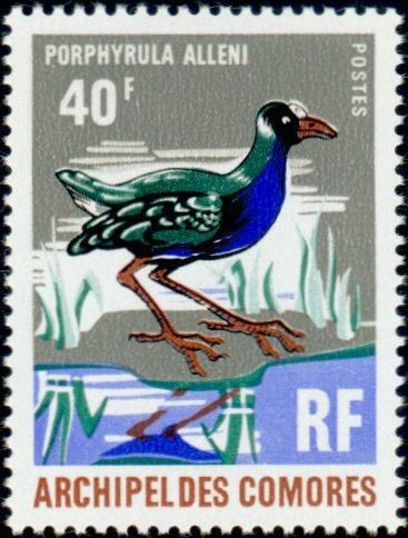Allen s Gallinule