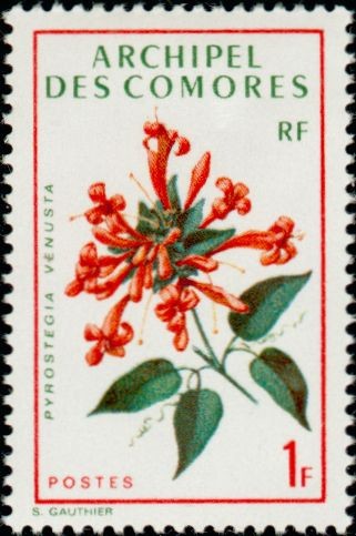 Flame Vine