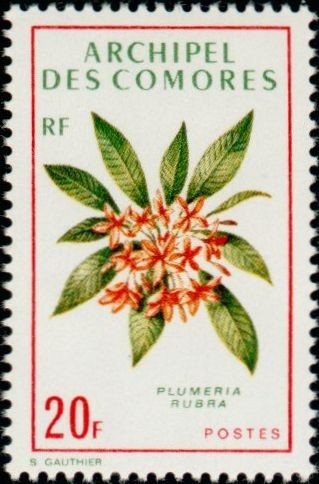 Frangipani