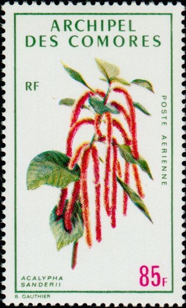The Chenille Plant