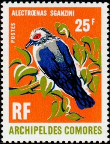 The Comoro Blue Pigeon