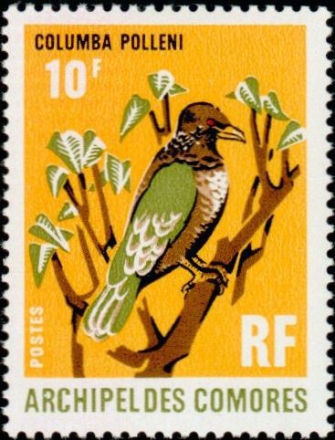 The Comoro Olive Pigeon
