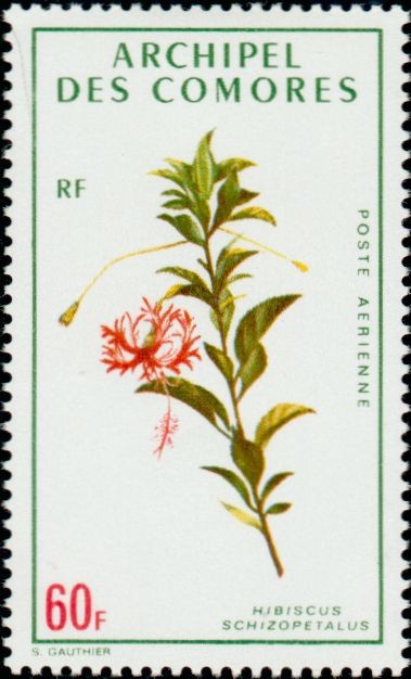 The Fringed Hibiscus