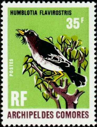 The Grand Comoro Flycatcher