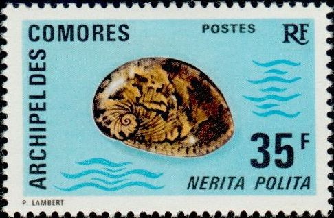 The Polished Nerite