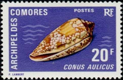 The Princely Cone