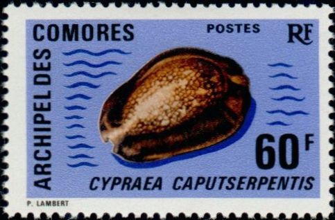 The Serpent's Head Cowry