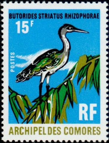 The Striated Heron