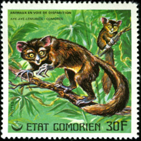 Aye-Aye (Daubentonia madagascariensis)