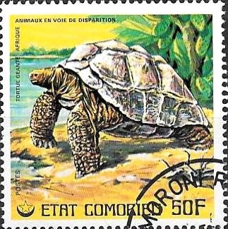 Galápagos Giant Tortoise (Chelonoidis spp.)