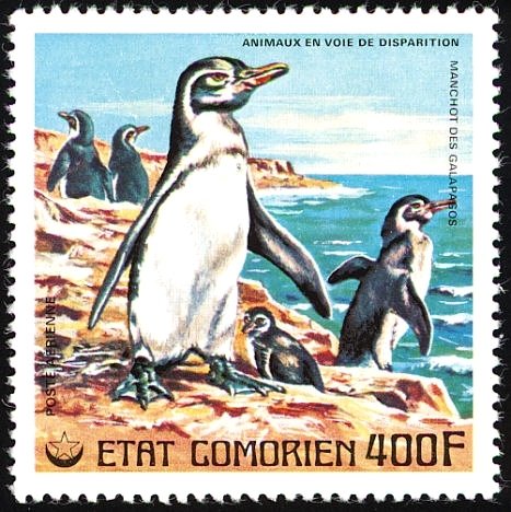 Galápagos Penguin (Spheniscus mendiculus)
