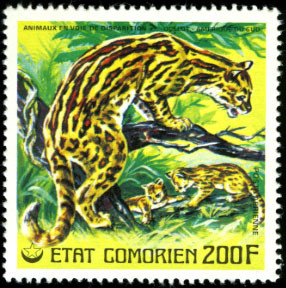 Ocelot (Leopardus pardalis)