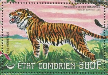 Sumatran Tiger (Panthera tigris sondaica)