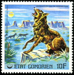 Wolf (Canis lupus)