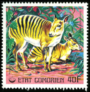 Zebra Duiker (Cephalophus zebra)