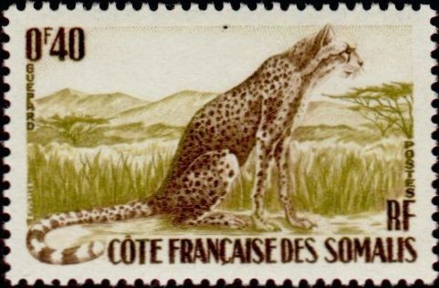 The East African Cheetah