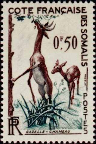 The Gerenuk