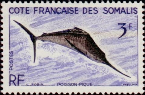 Black Marlin (Istiompax indica)