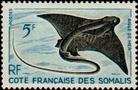 Common Eagle Ray (Myliobatis cervus)